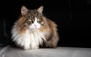 Может ли быть аллергия на кукурузный наполнитель?
