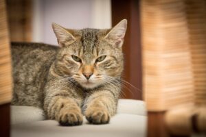 Кукурузный наполнитель Homecat. Обзор