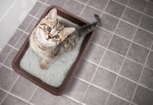 Кошачий наполнитель «Сибирская кошка». Обзор