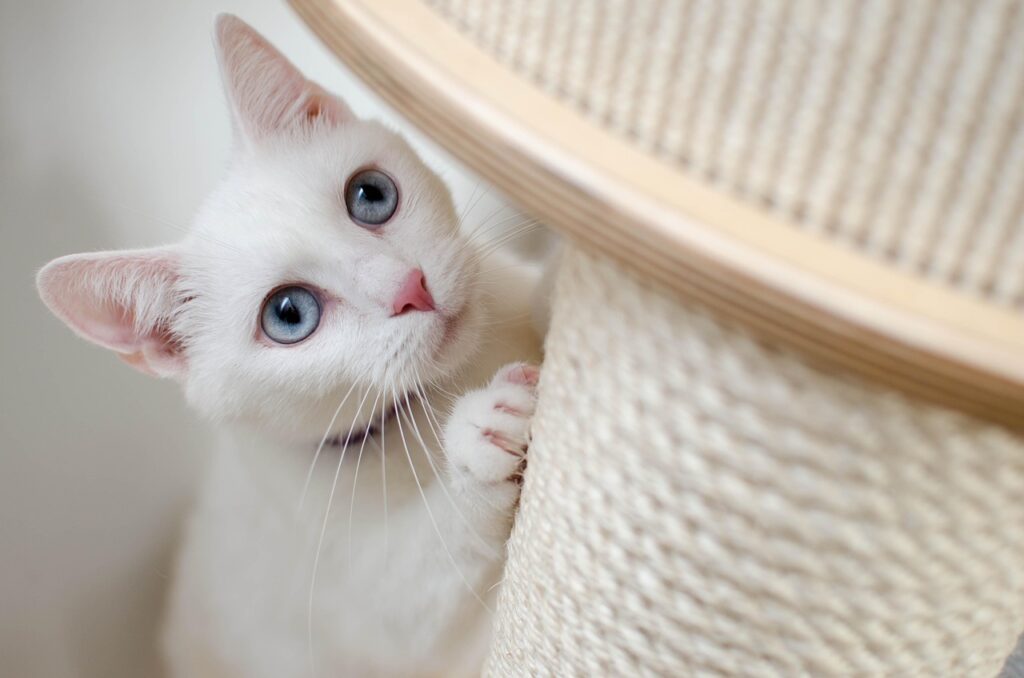 Что делать если кот ест наполнитель для туалета?