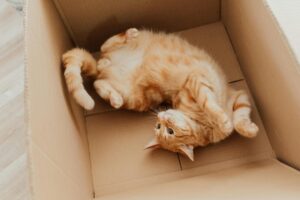 Наполнители для кошачьего лотка. Плюсы и минусы
