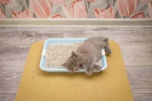 Какой выбрать наполнитель для лотка котёнка?