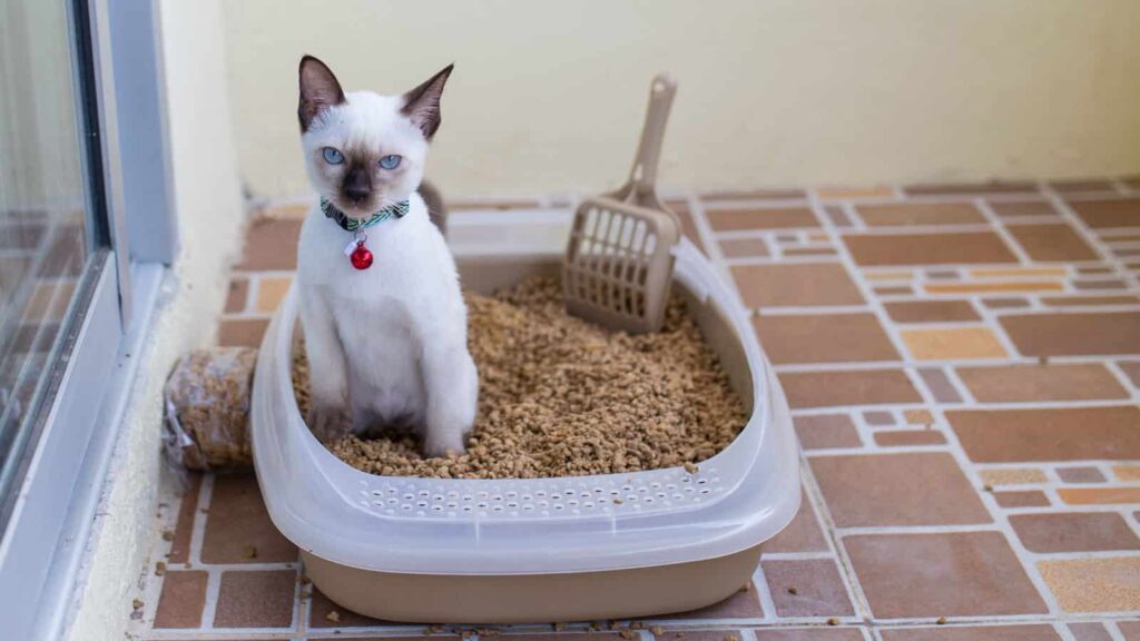 Какой выбрать наполнитель для лотка котёнка?