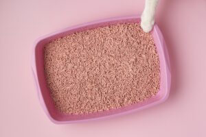 Почему котенок ест наполнитель?