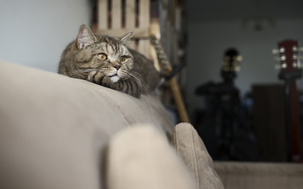 Кукурузный наполнитель Homecat. Обзор